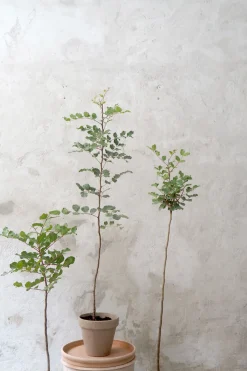 Johannesbrødtræ, medium