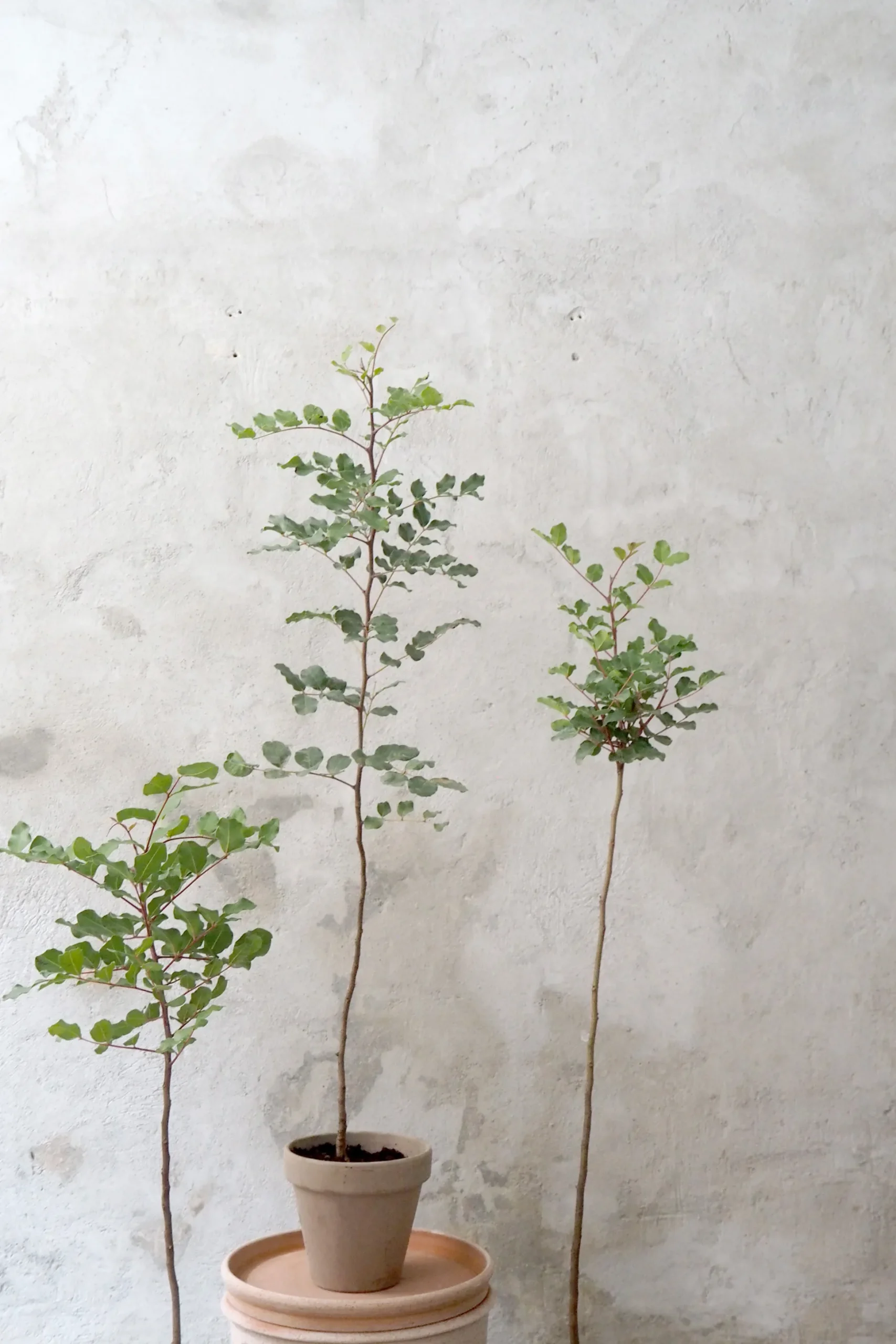 Johannesbrødtræ, medium