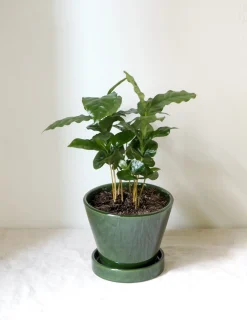 Kaffetræ - Coffee Arabica