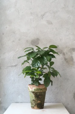 Kaffetræ - Coffee Arabica, stor