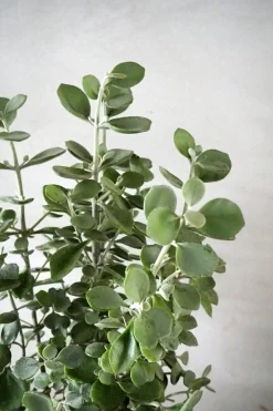 Kalancho Hildebrandtii