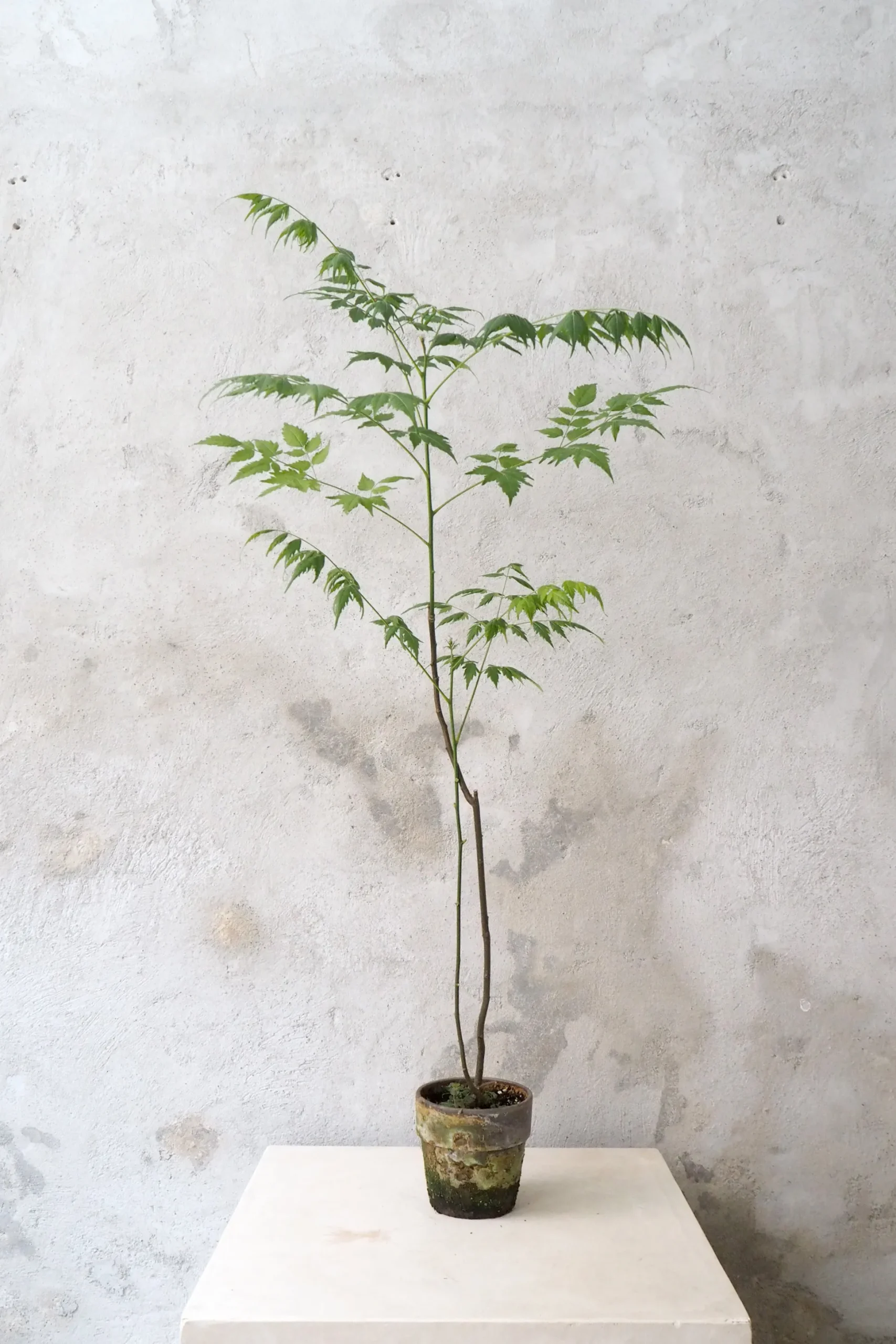 Kinesisk træ, medium