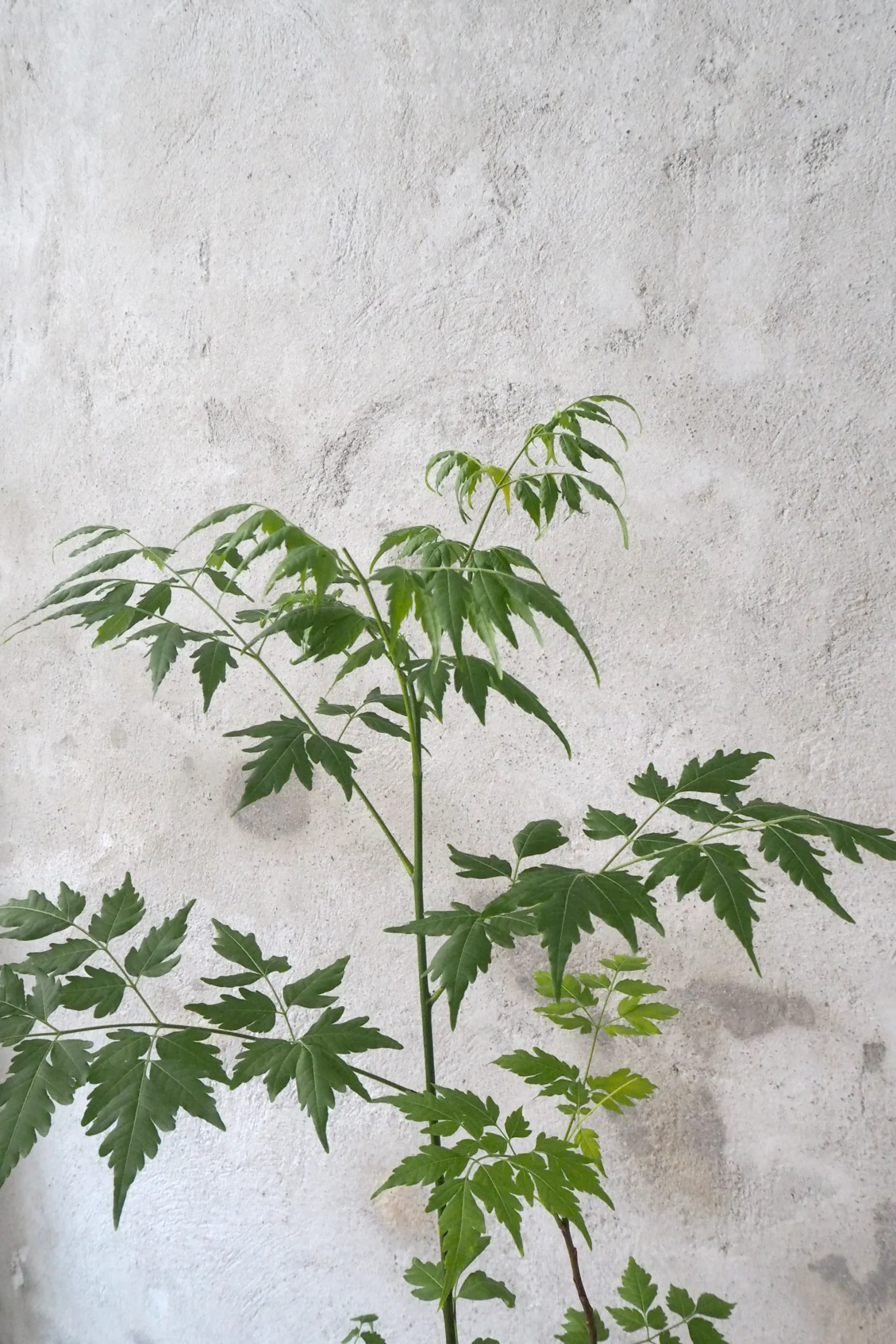 Kinesisk træ, medium