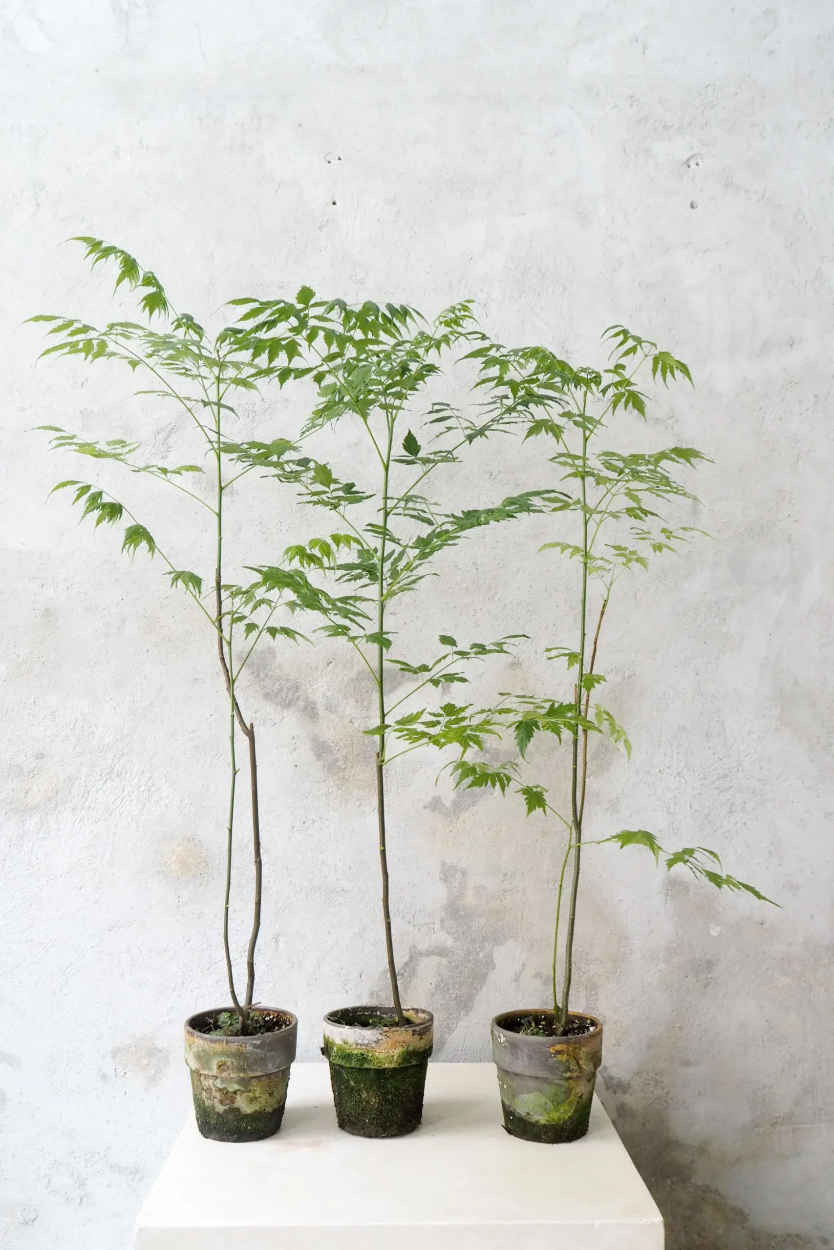 Kinesisk træ, medium