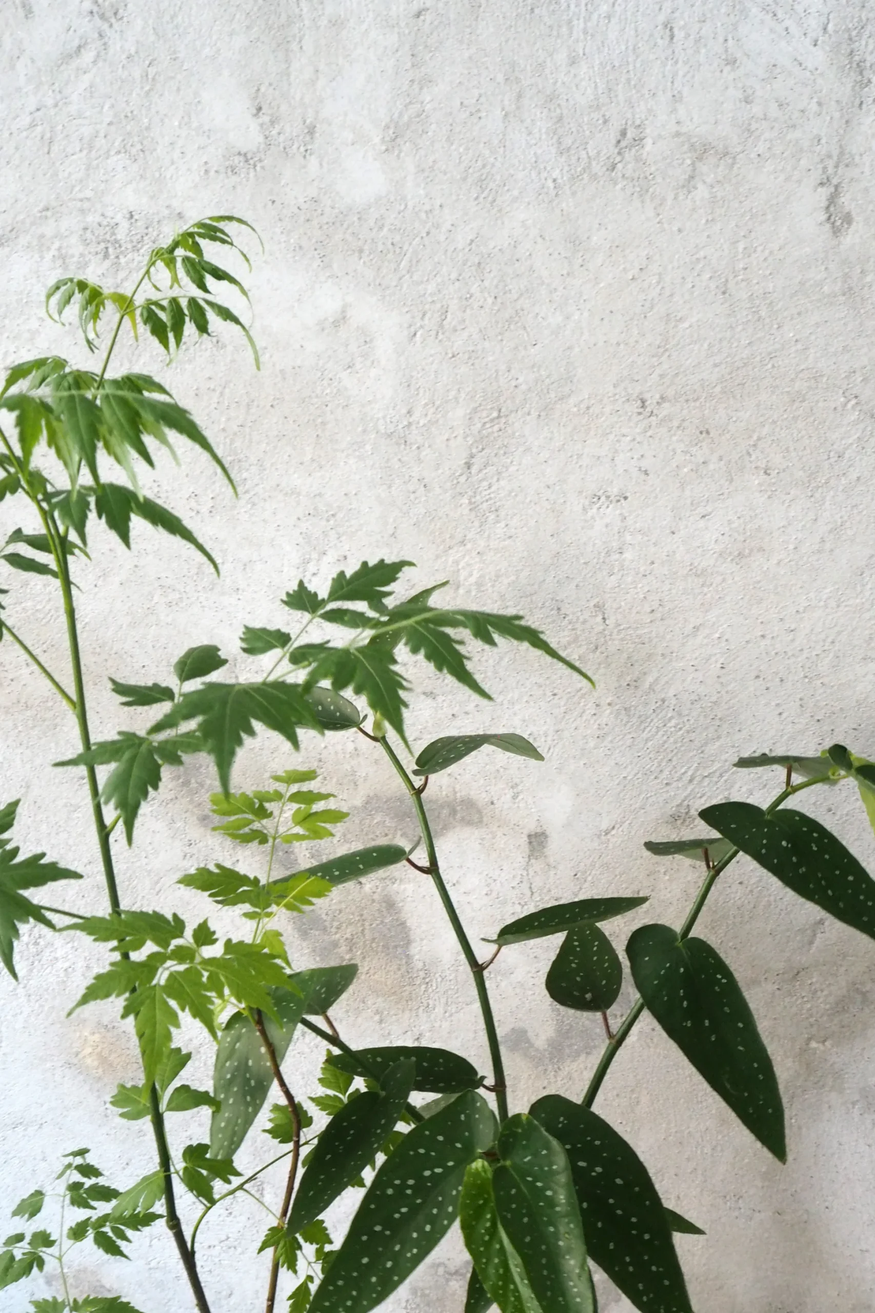 Kinesisk træ, medium