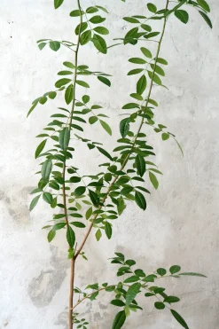 Klokketræ, unika, stor