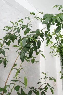 Klokketræ, unika, stor I