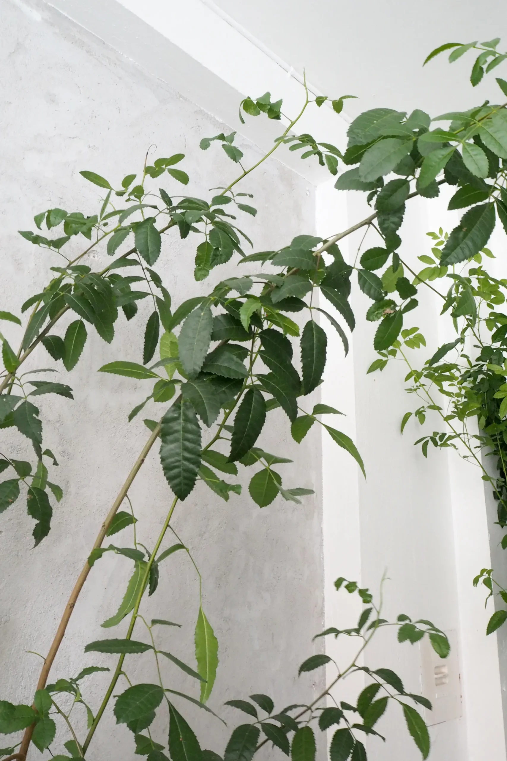 Klokketræ, unika, stor I