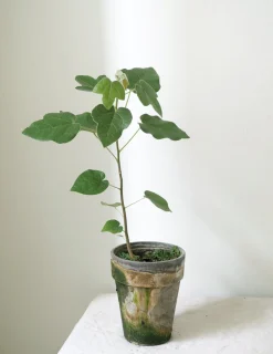 Kærlighedstræ (Fingerblad)