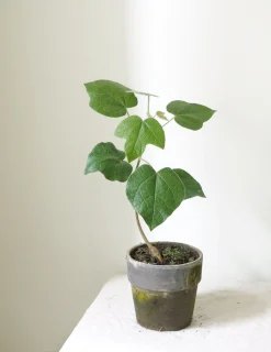 Kærlighedstræ (Fingerblad)