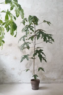 Kærlighedstræ (Fingerblad) medium