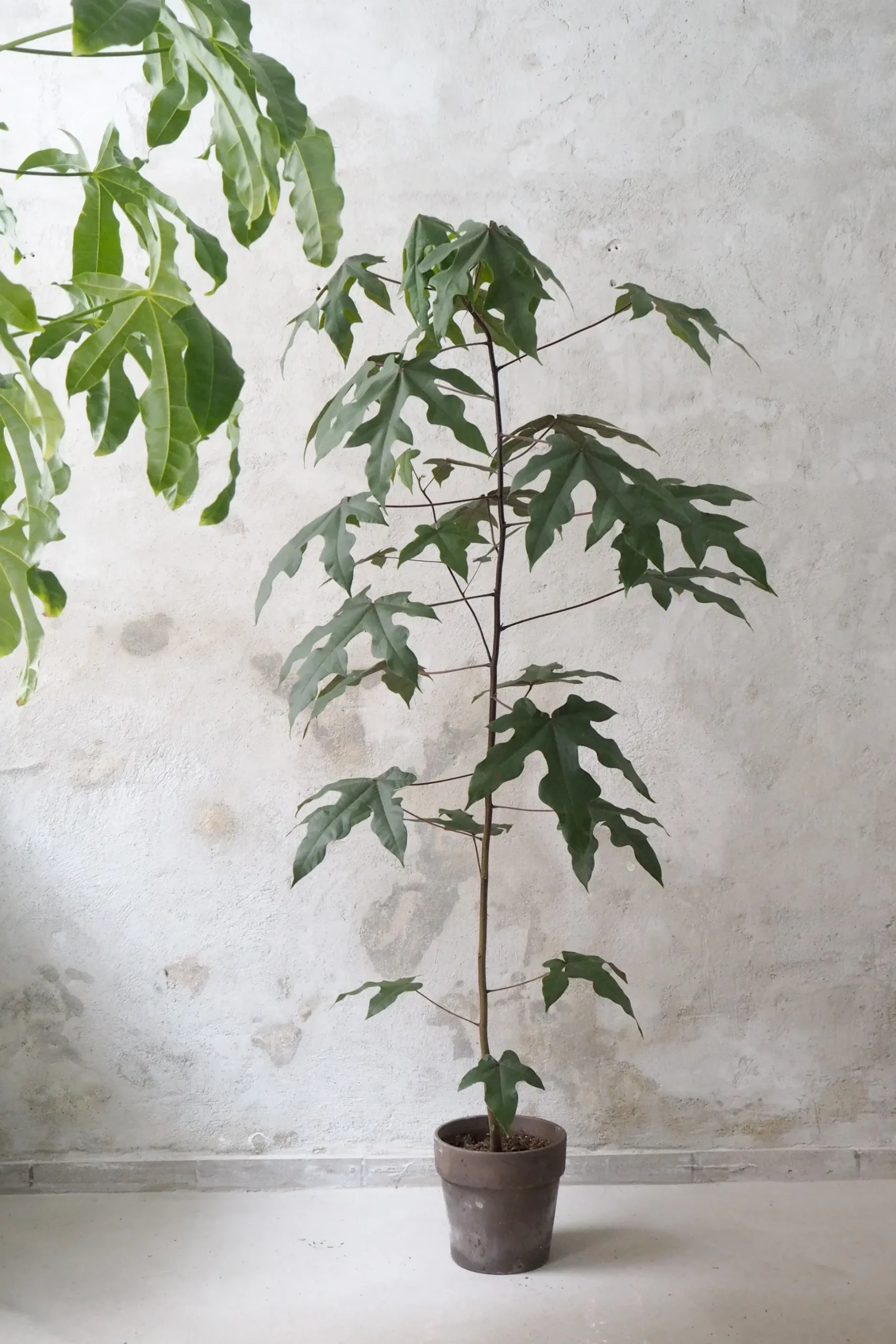 Kærlighedstræ (Fingerblad) medium