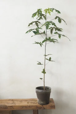 Kærlighedstræ (Fingerblad) medium