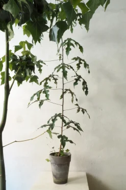 Kærlighedstræ (Fingerblad) medium