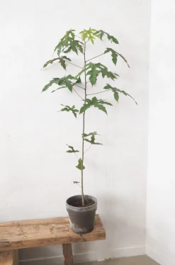 Kærlighedstræ (Fingerblad) medium