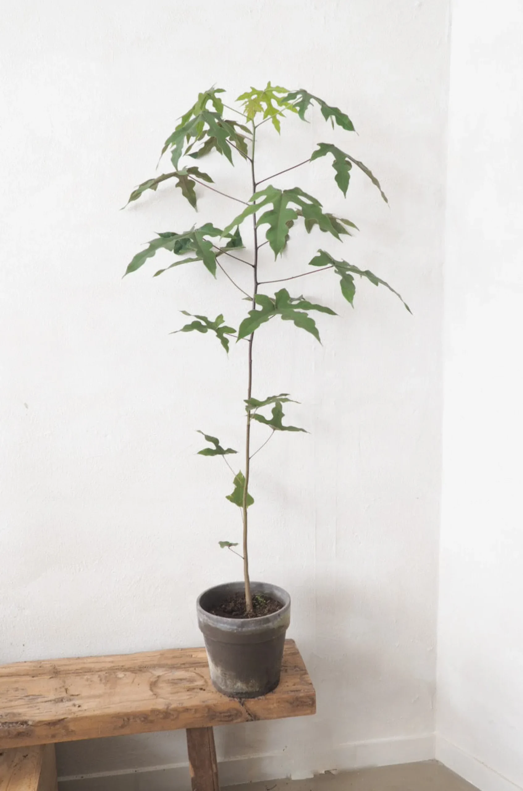 Kærlighedstræ (Fingerblad) medium