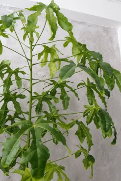 Kærlighedstræ (fingerblad) stor I