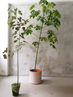 Kærlighedstræ (fingerblad) stor I