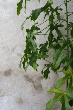 Kærlighedstræ (fingerblad) stor I