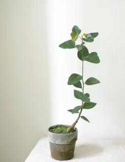 Kærlighedstræ (Hjerteblad)