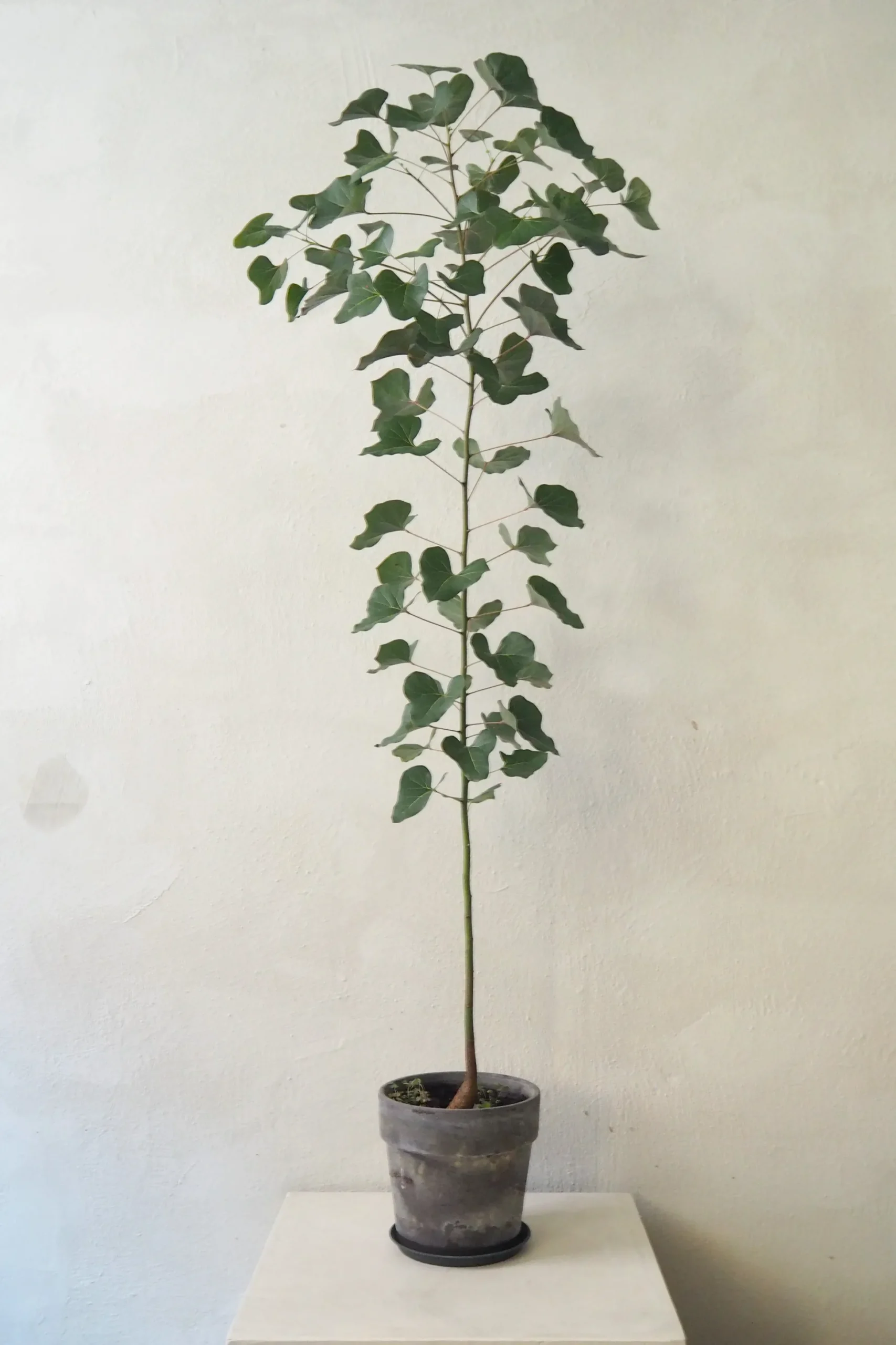 Kærlighedstræ (Hjerteblad) medium I