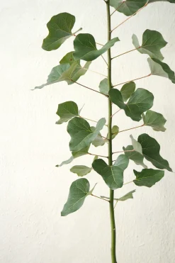 Kærlighedstræ (Hjerteblad) medium I