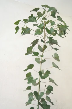 Kærlighedstræ (Hjerteblad) medium I