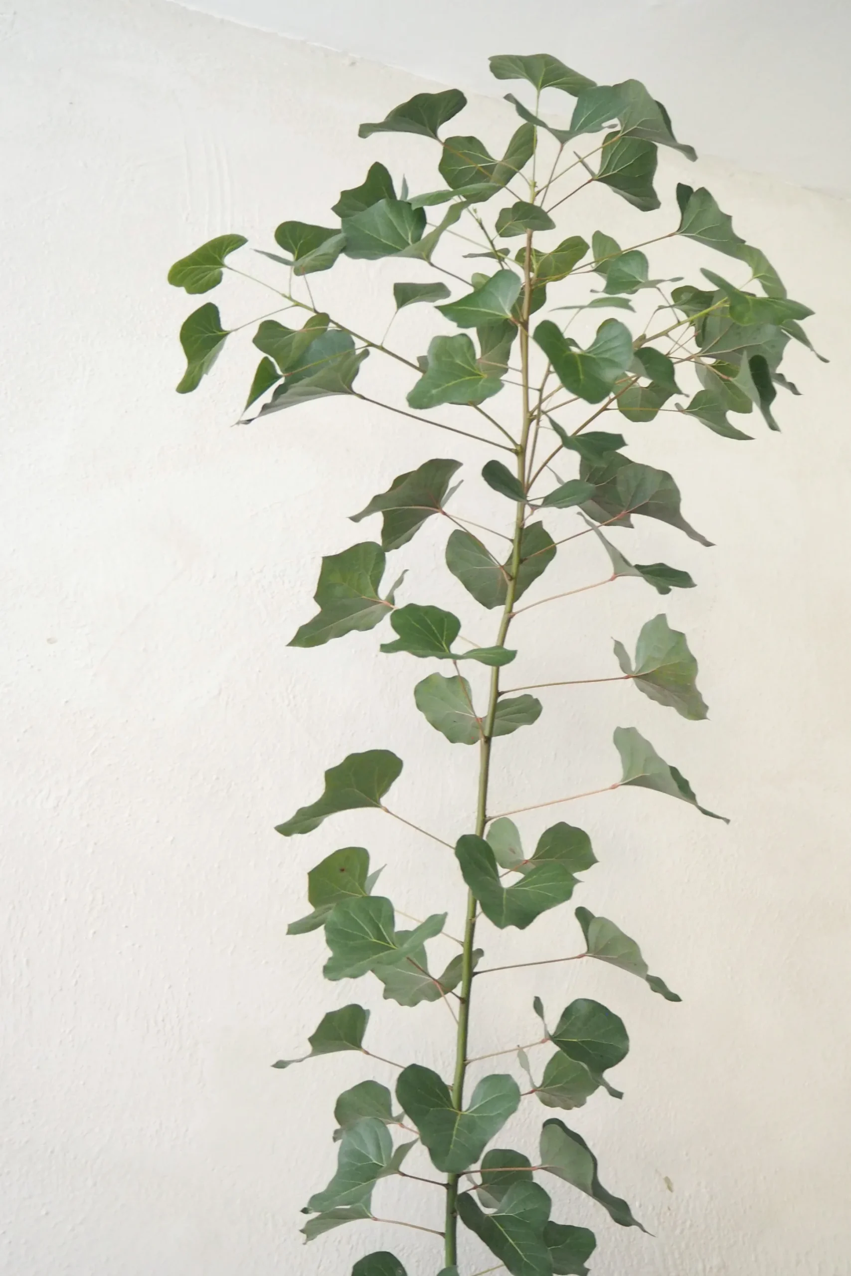 Kærlighedstræ (Hjerteblad) medium I