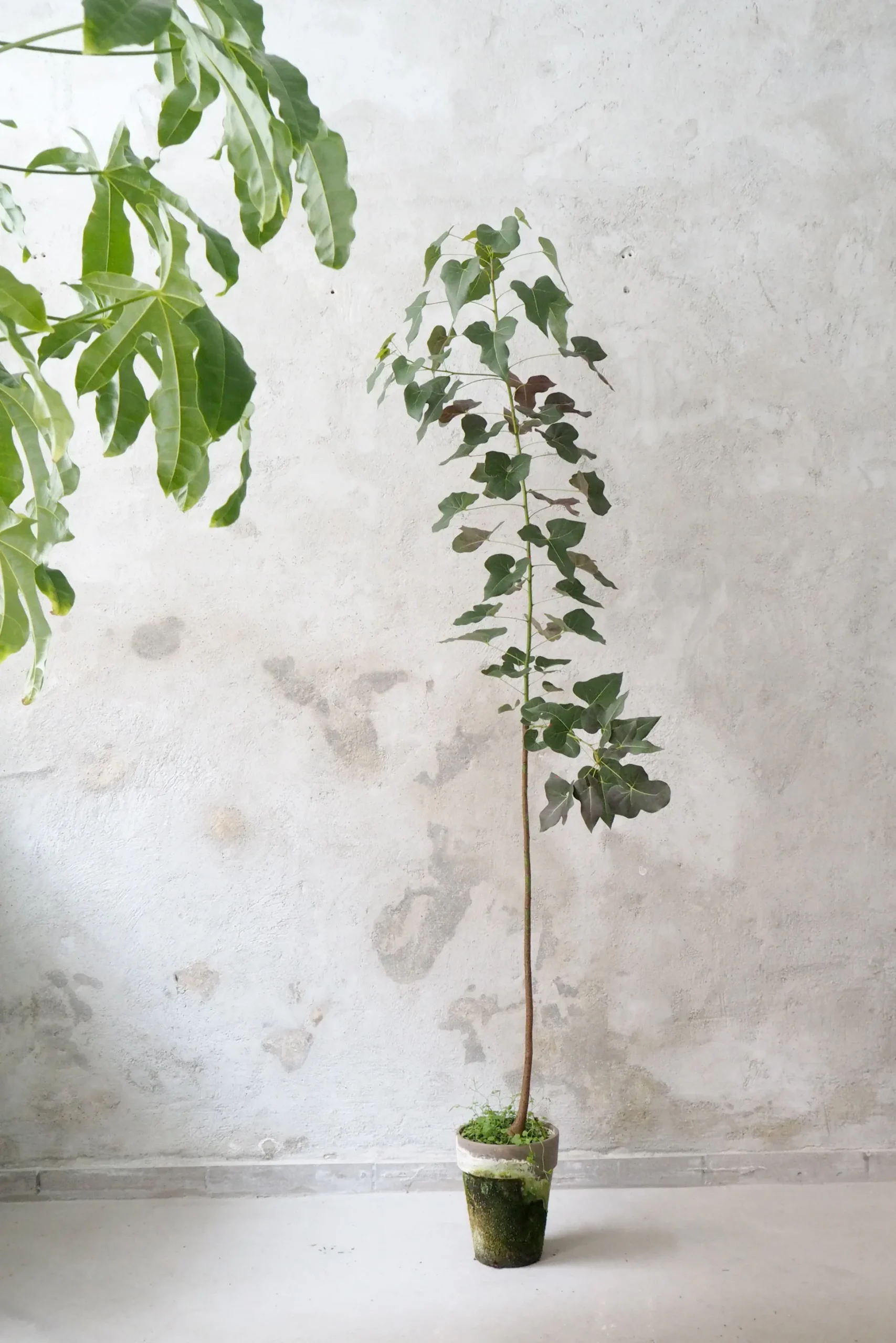 Kærlighedstræ (hjerteblad) stor