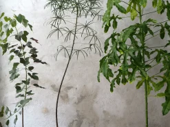 Kærlighedstræ (hjerteblad) stor