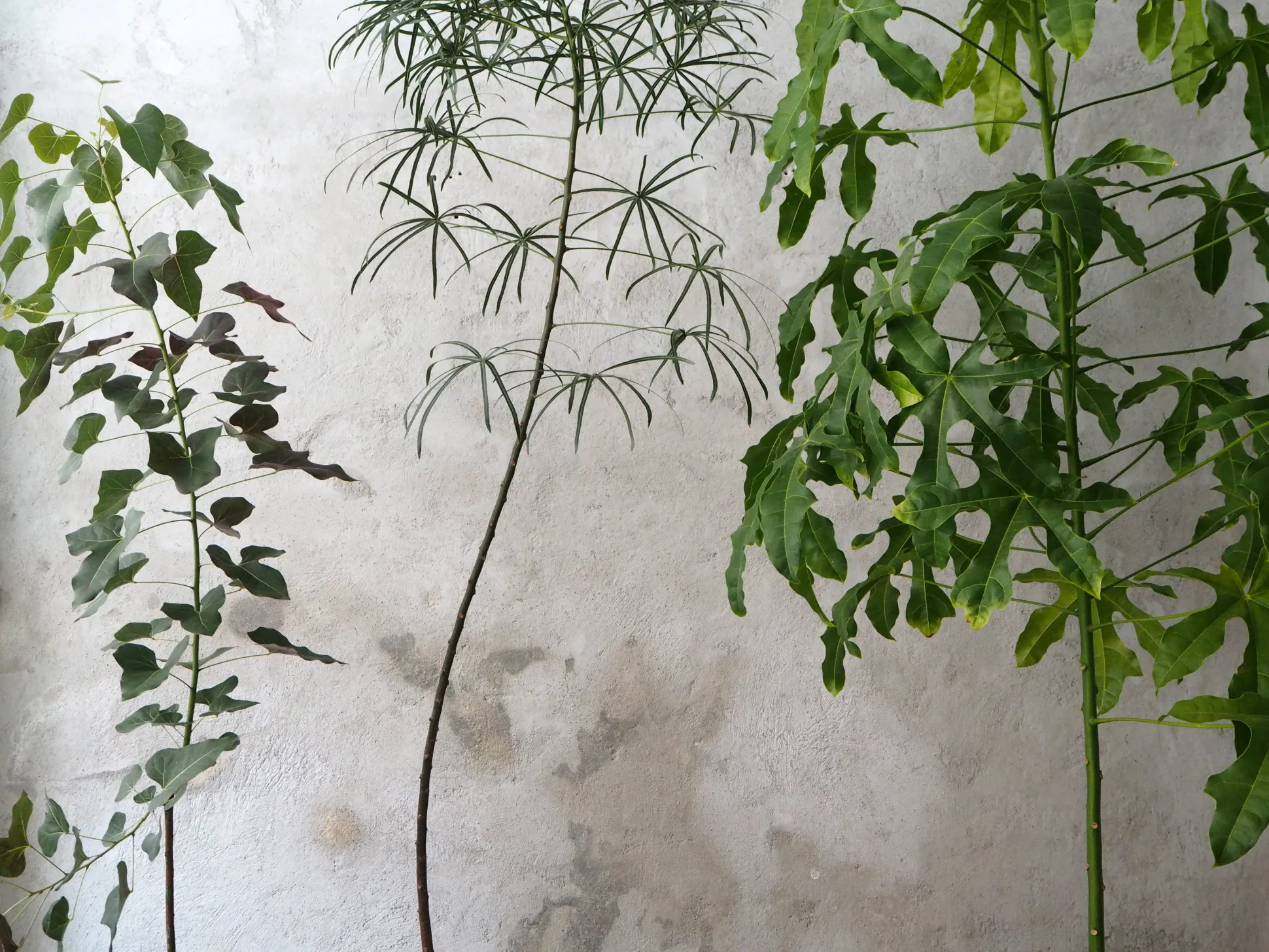 Kærlighedstræ (hjerteblad) stor