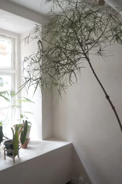 Kærlighedstræ (Stjerneblad) Stor