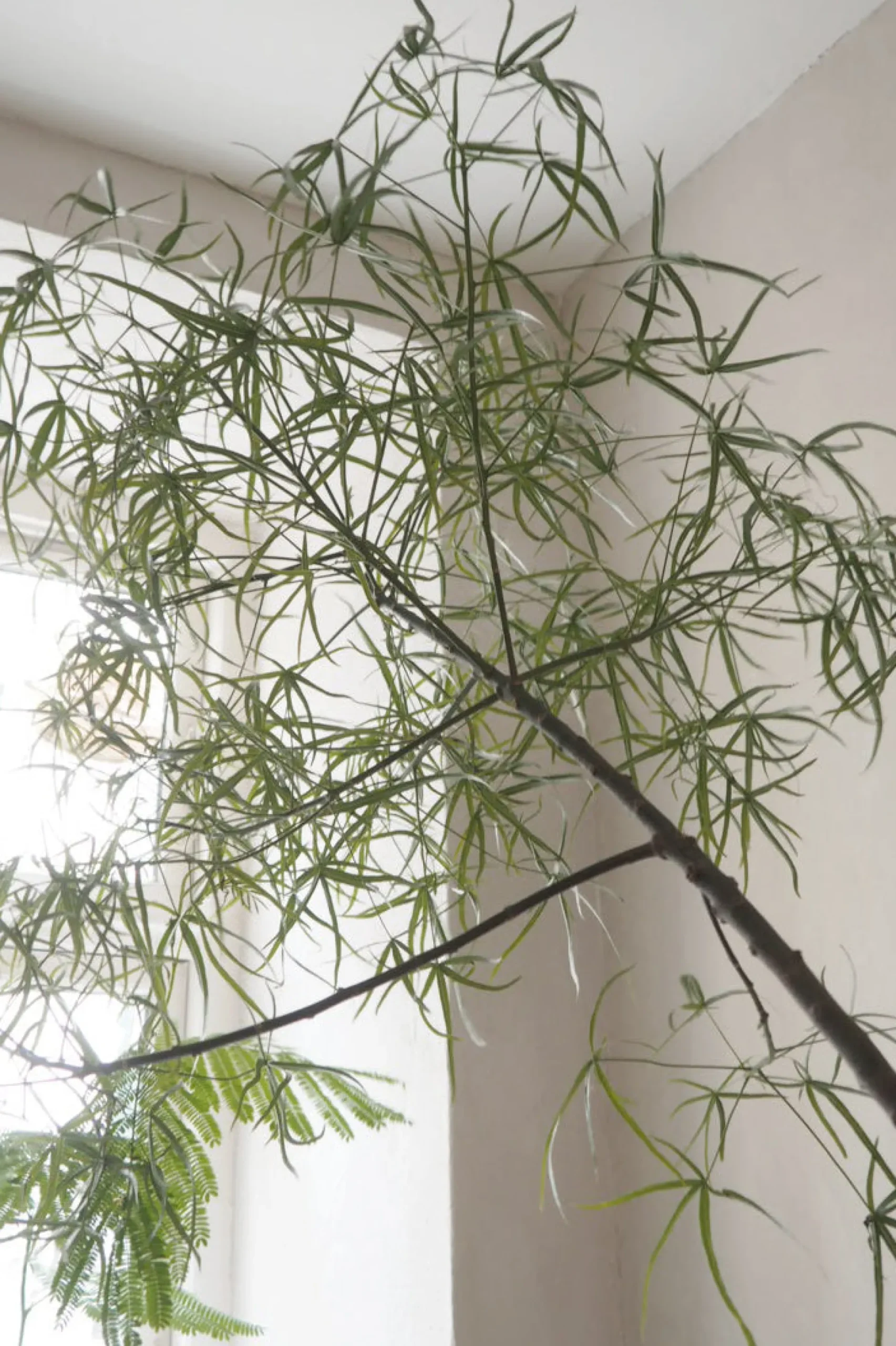 Kærlighedstræ (Stjerneblad) Stor