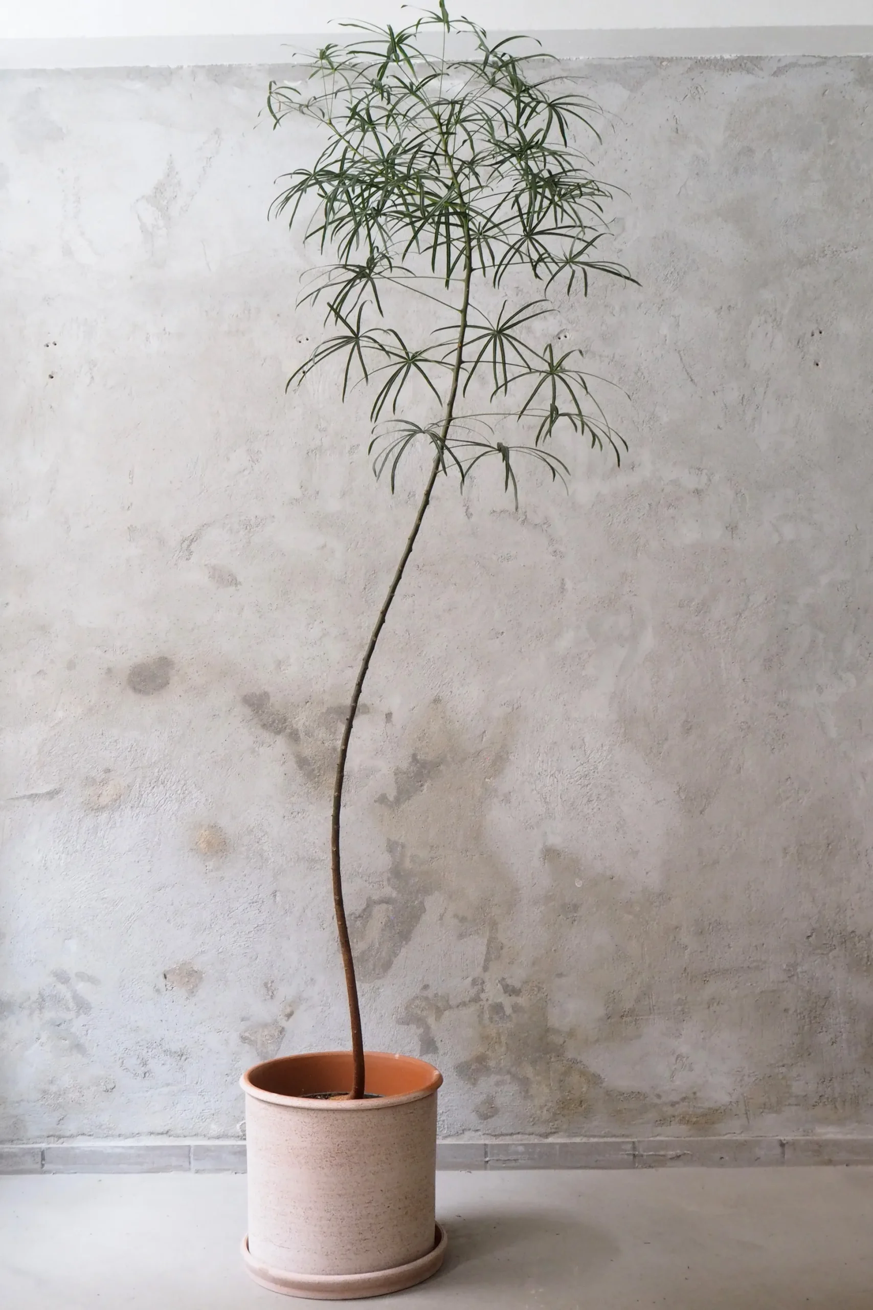 Kærlighedstræ (Stjerneblad) stor