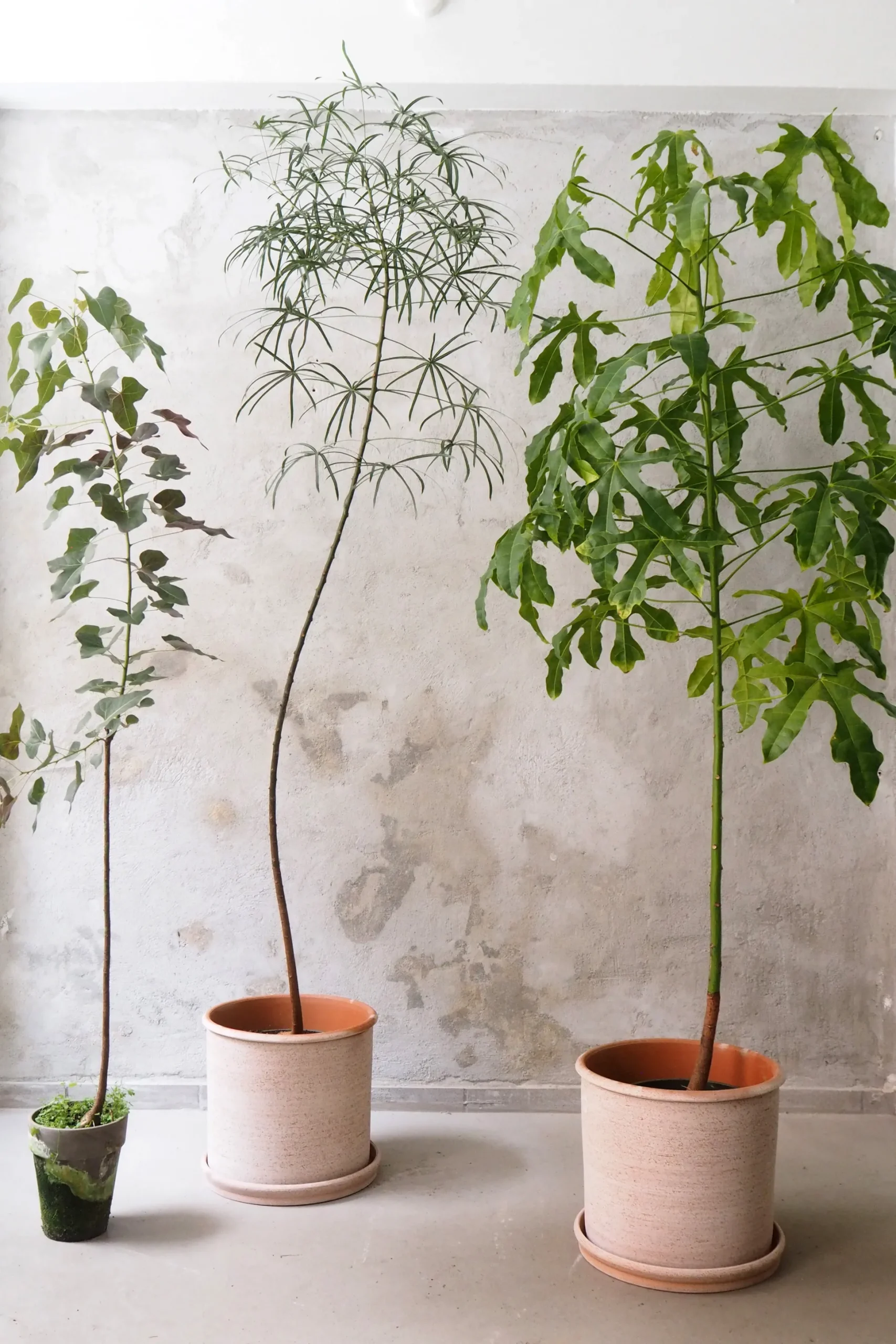 Kærlighedstræ (Stjerneblad) stor