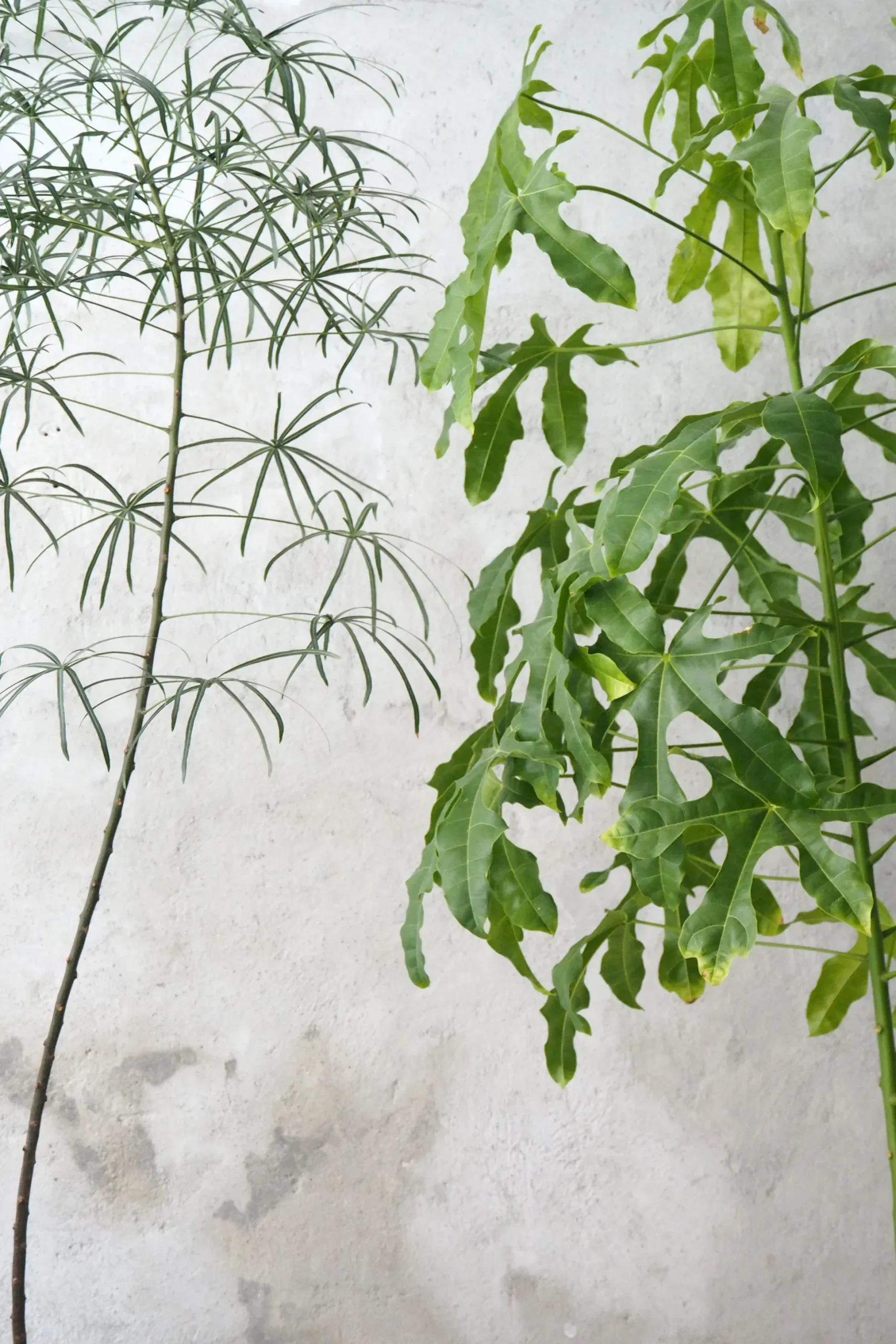 Kærlighedstræ (Stjerneblad) stor