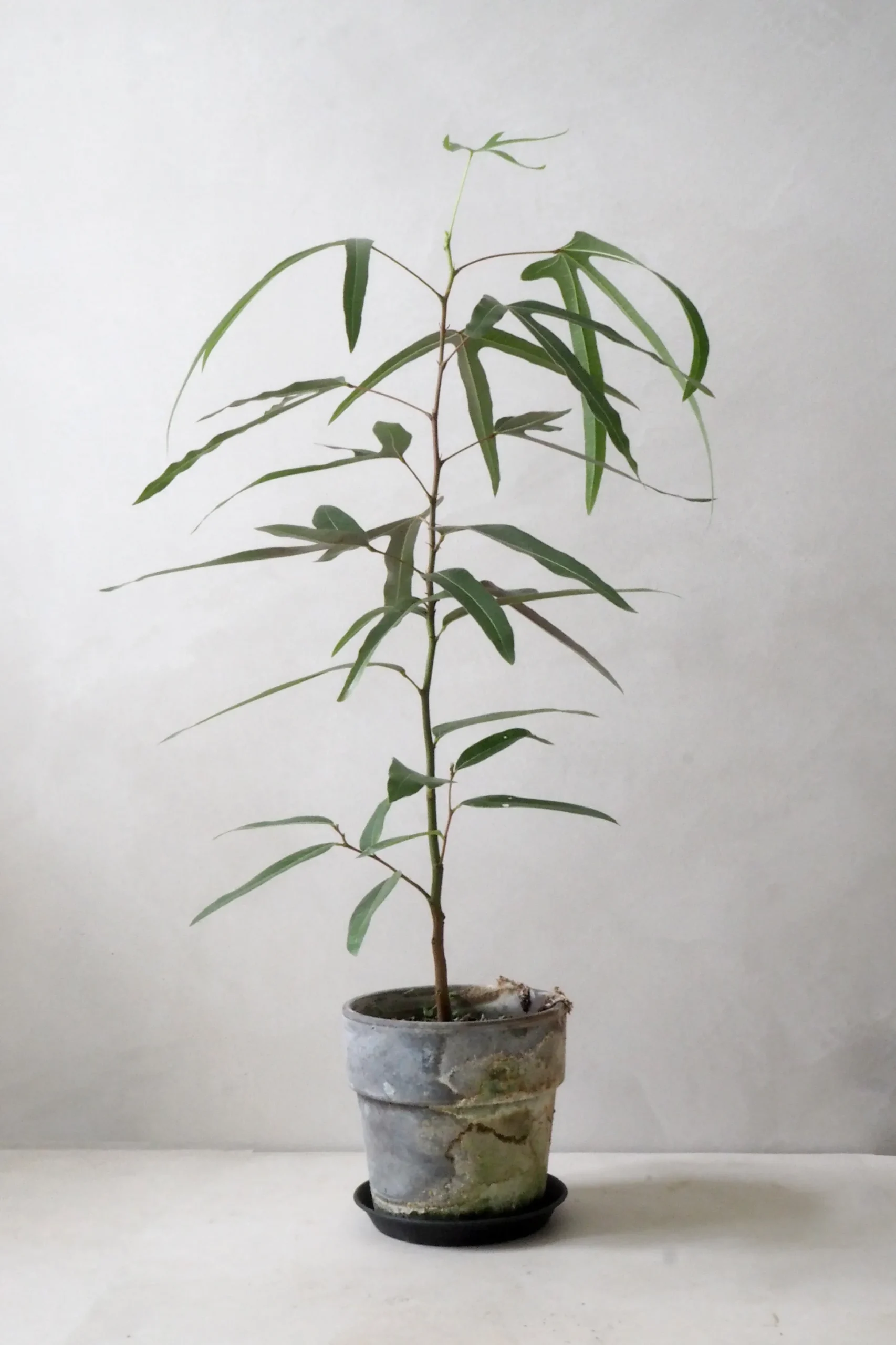 Kærlighedstræ (Trefod)