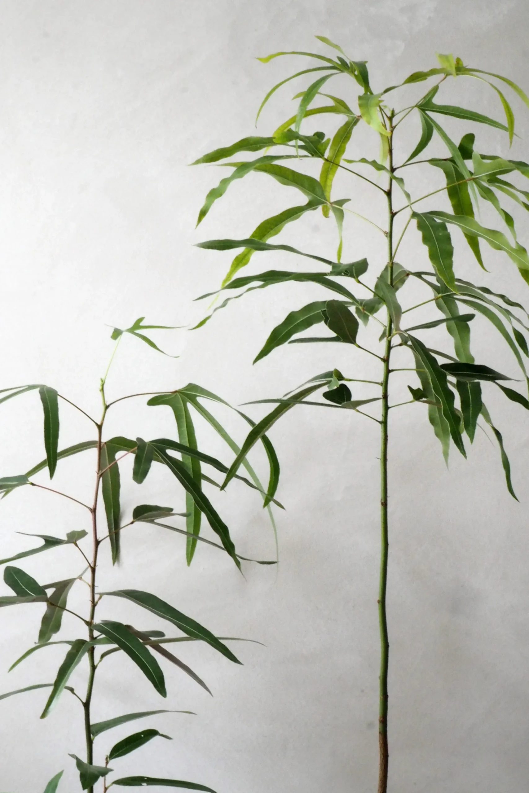 Kærlighedstræ (Trefod)