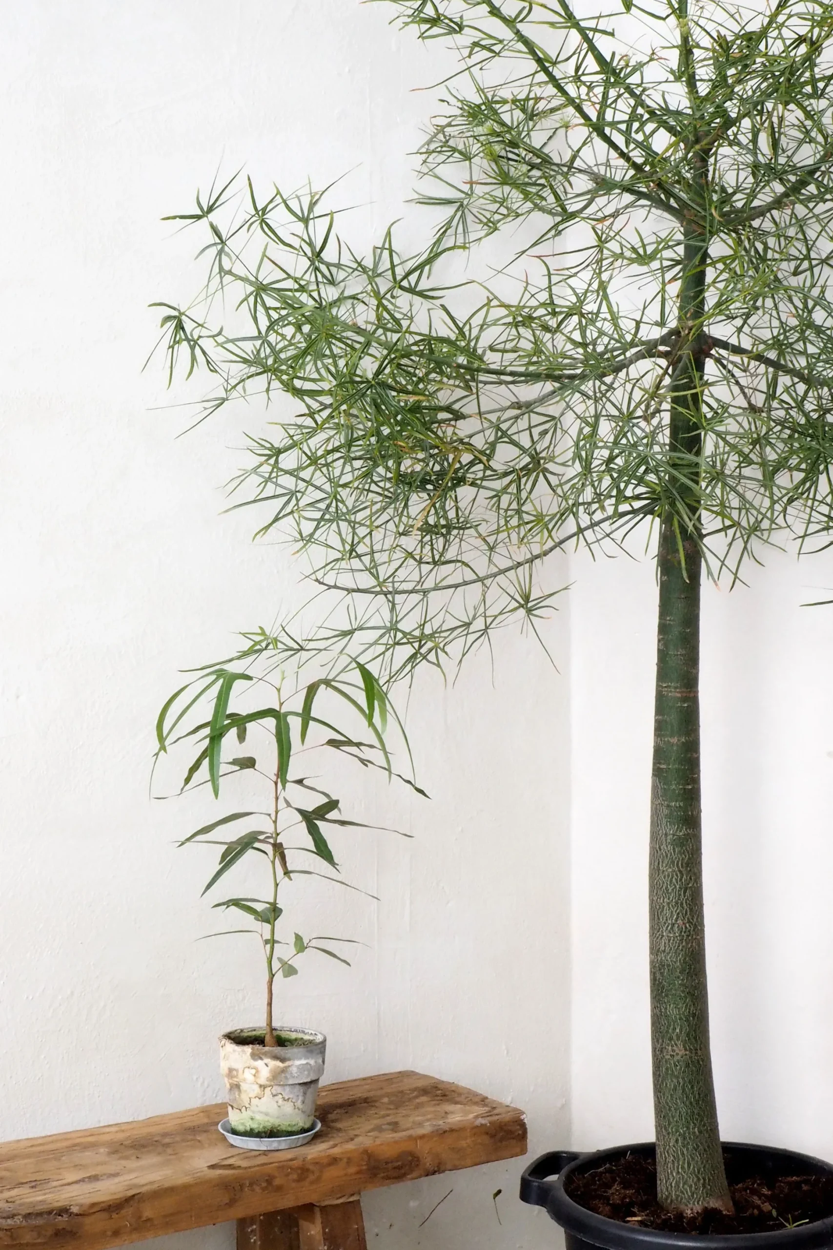 Kærlighedstræ (Trefod)