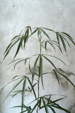 Kærlighedstræ (Trefod) medium