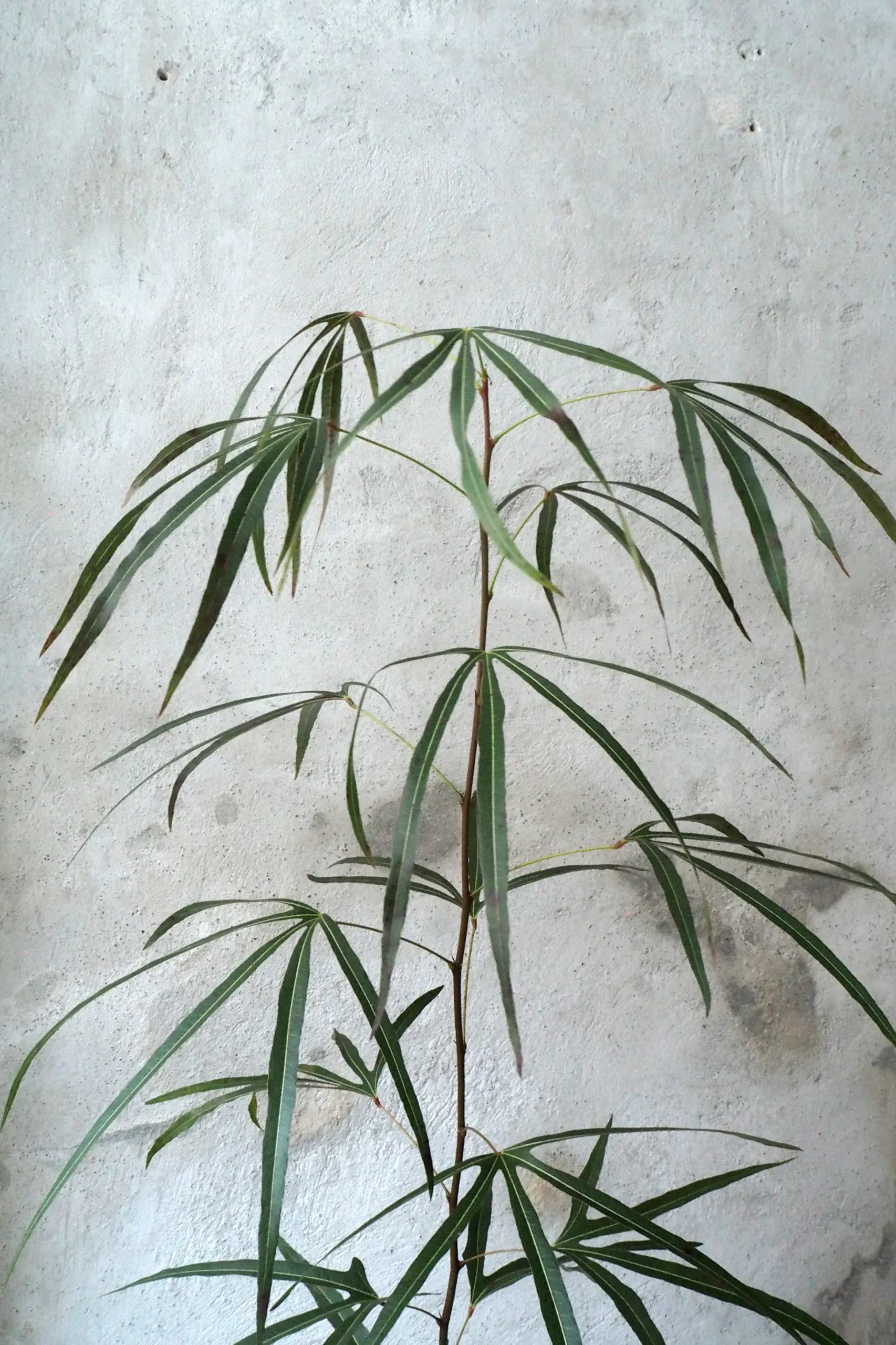 Kærlighedstræ (Trefod) medium