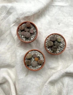 Levende sten - Lithops