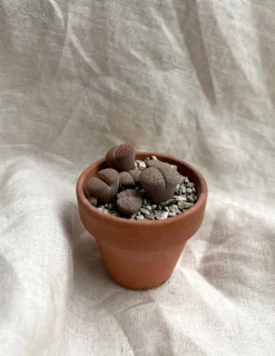 Levende sten - Lithops