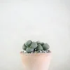 Levende Sten - Pleiospilos Nelii Green
