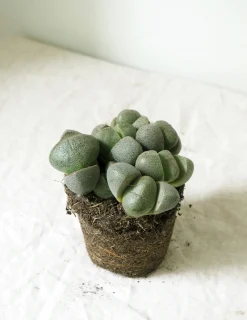 Levende Sten - Pleiospilos Nelii Green