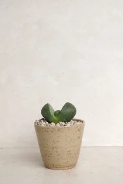 Levende Sten - Pleiospilos Green, mini