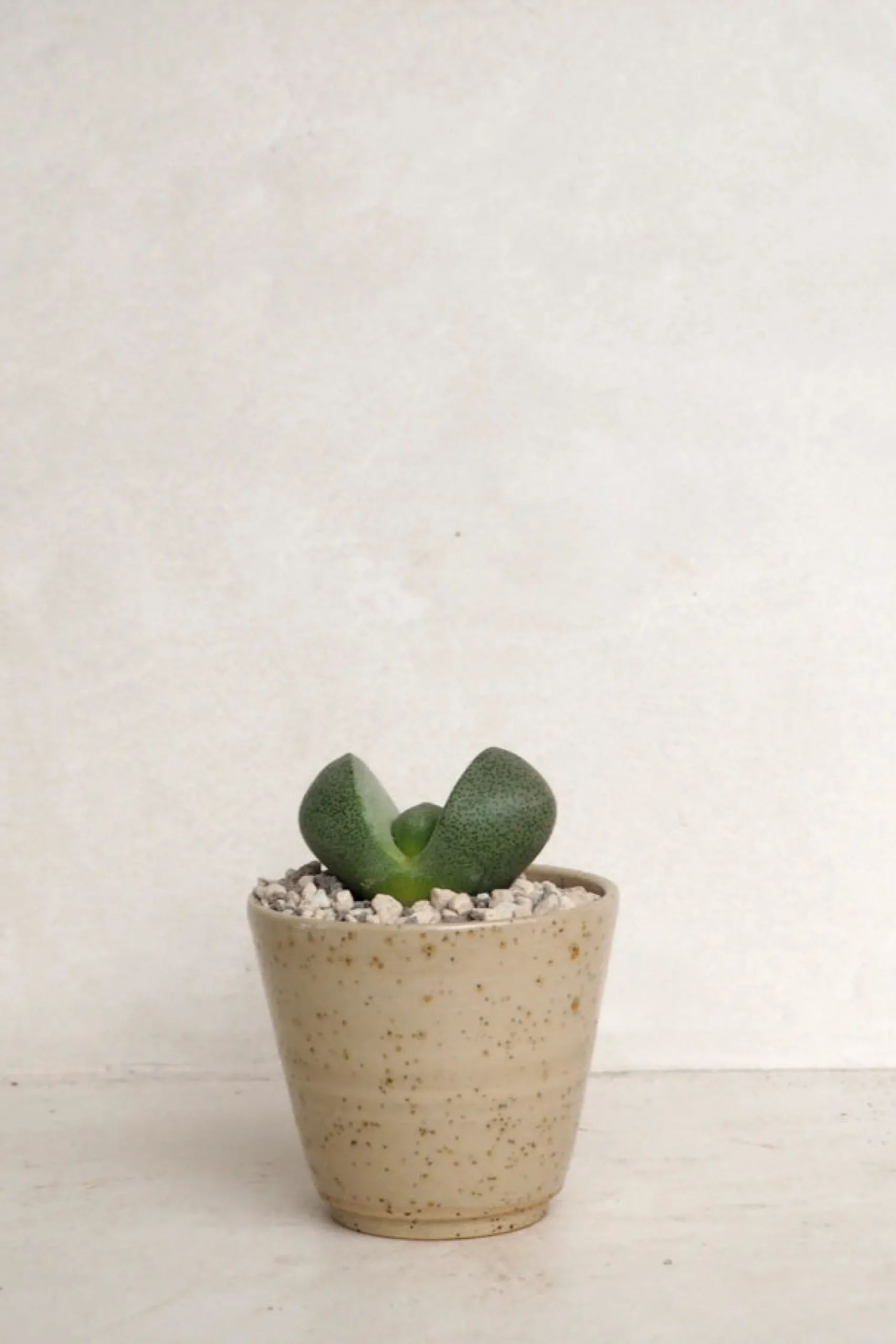 Levende Sten - Pleiospilos Green, mini
