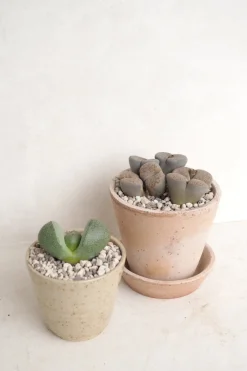 Levende Sten - Pleiospilos Green, mini