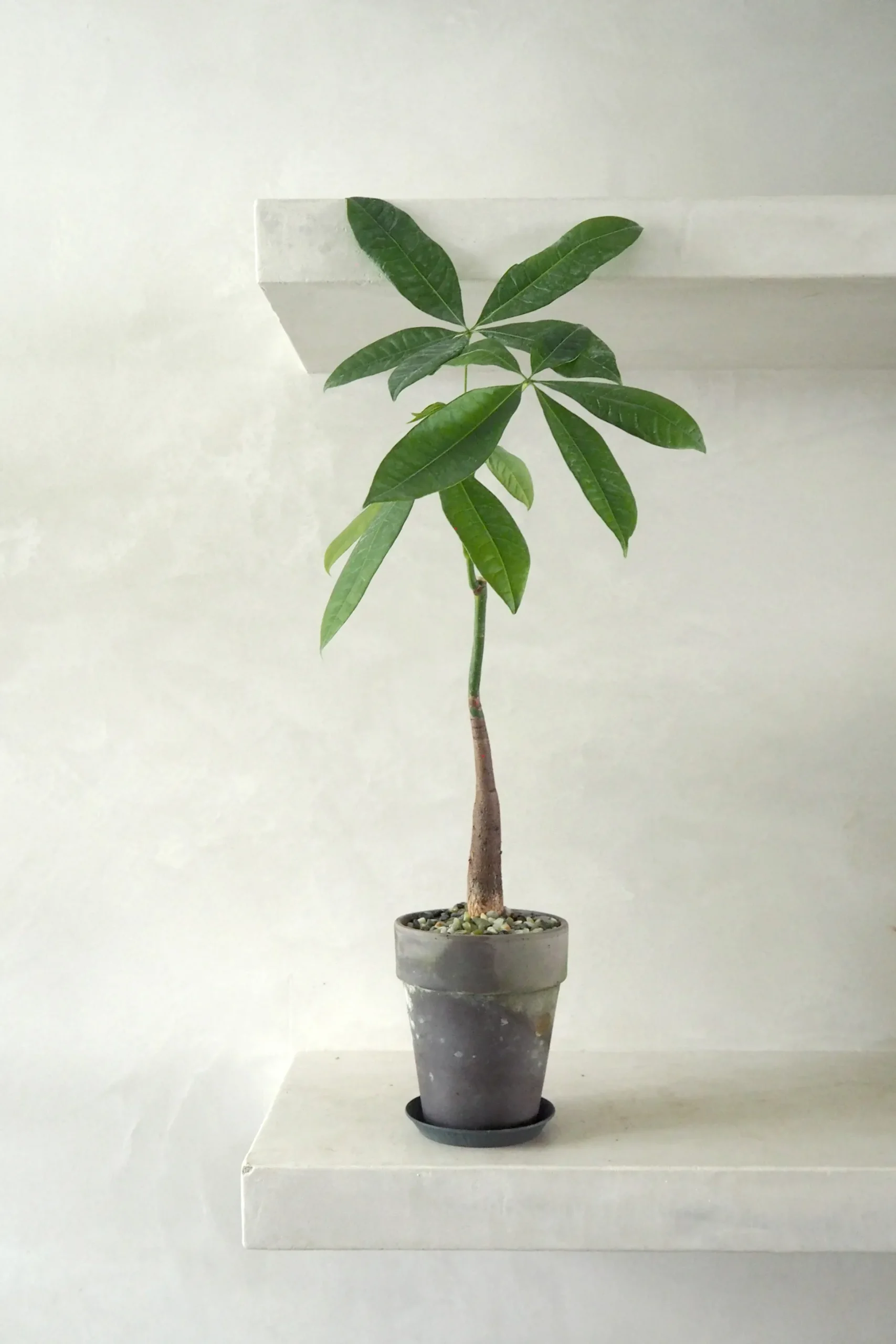 Lykkekastanje Japandi