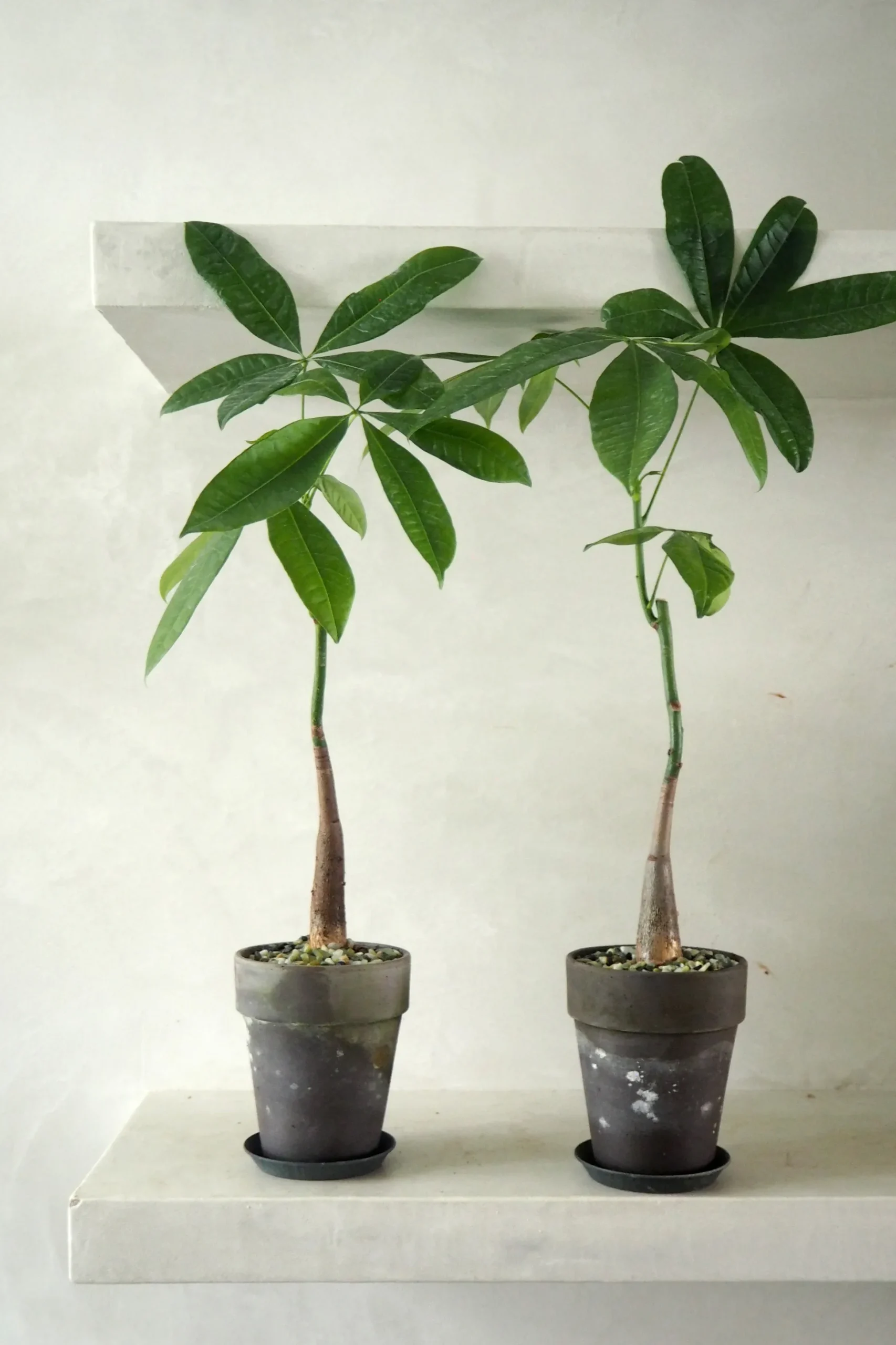 Lykkekastanje Japandi